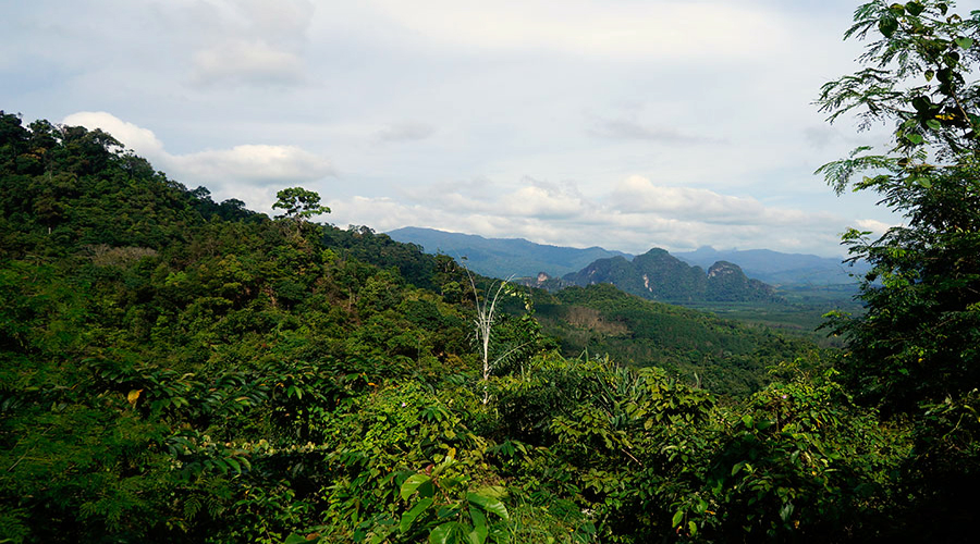 Khao Sok Safari Tour