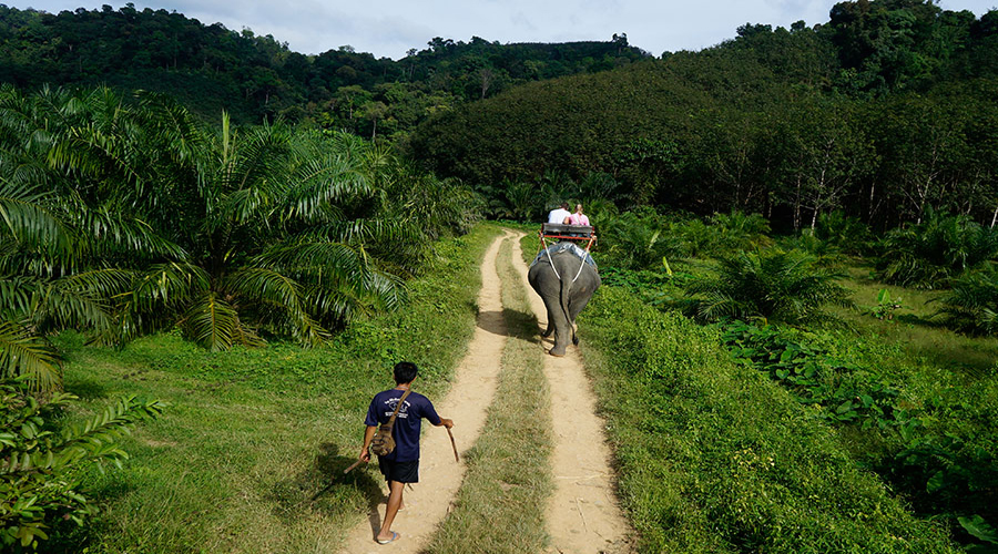 Khao Sok Safari Tour