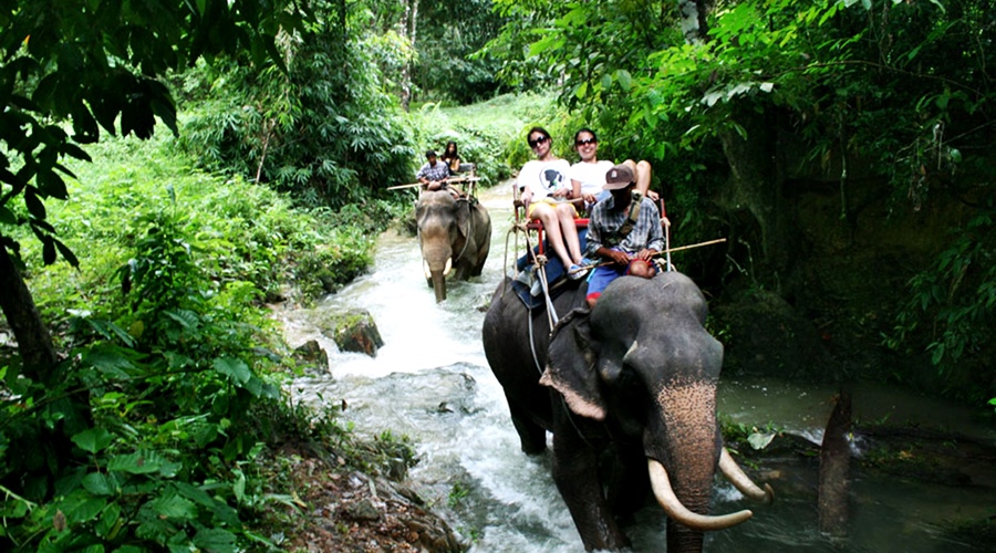 Khao Sok Safari Tour