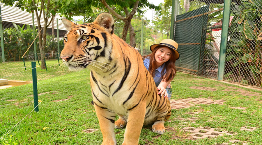 Private Sightseeing with Tiger Kingdom