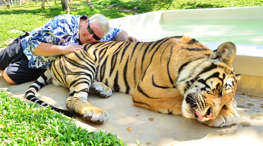 Private Sightseeing with Tiger Kingdom